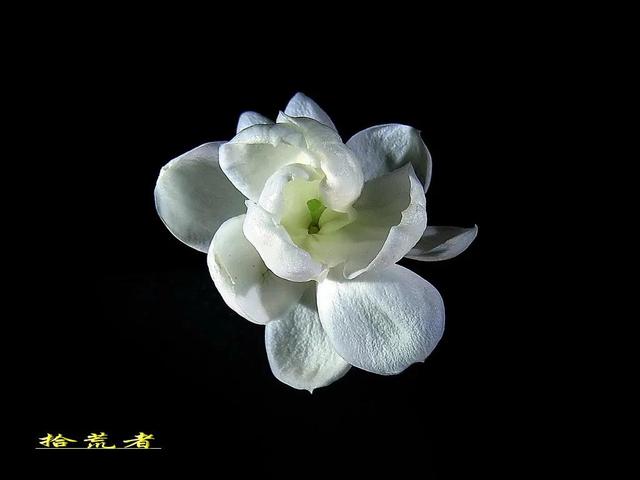 茉莉花代表的寓意是什么,好一朵茉莉花象征 茉莉花代表的寓意是什么,好一朵茉莉花象征