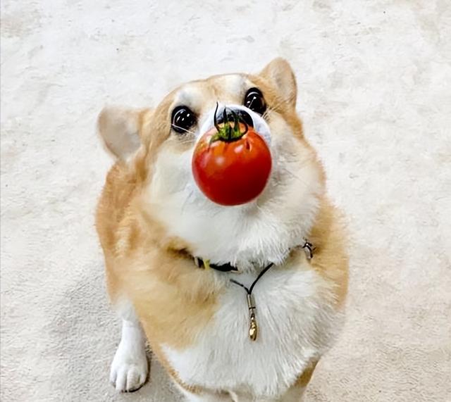 柯基犬的优缺点，柯基犬有什么优点和缺点（为什么不建议养公柯基）