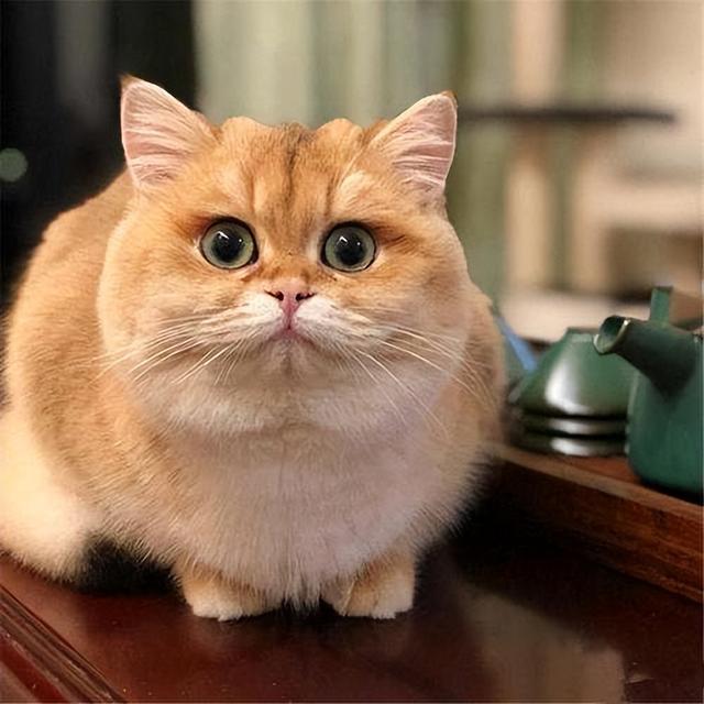 为什么金渐层越养越像橘猫，金渐层的6大优点