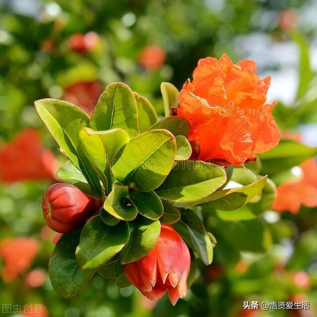 客厅盆景树种前十名，栽客厅里的吉祥富贵树（适合客厅养的9种树）