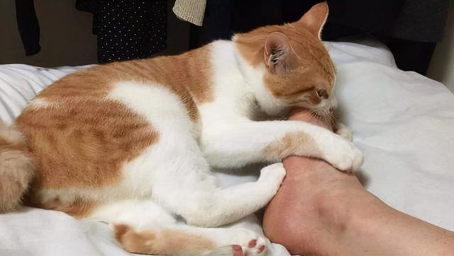 猫舔人是什么意思，猫咪为什么爱舔人（是在向你“暗示”这些事）