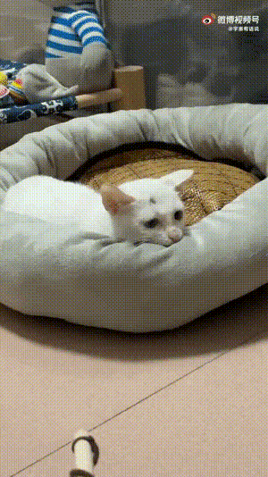 贾乃亮深夜发文挂微博，贾乃亮否认复合传闻