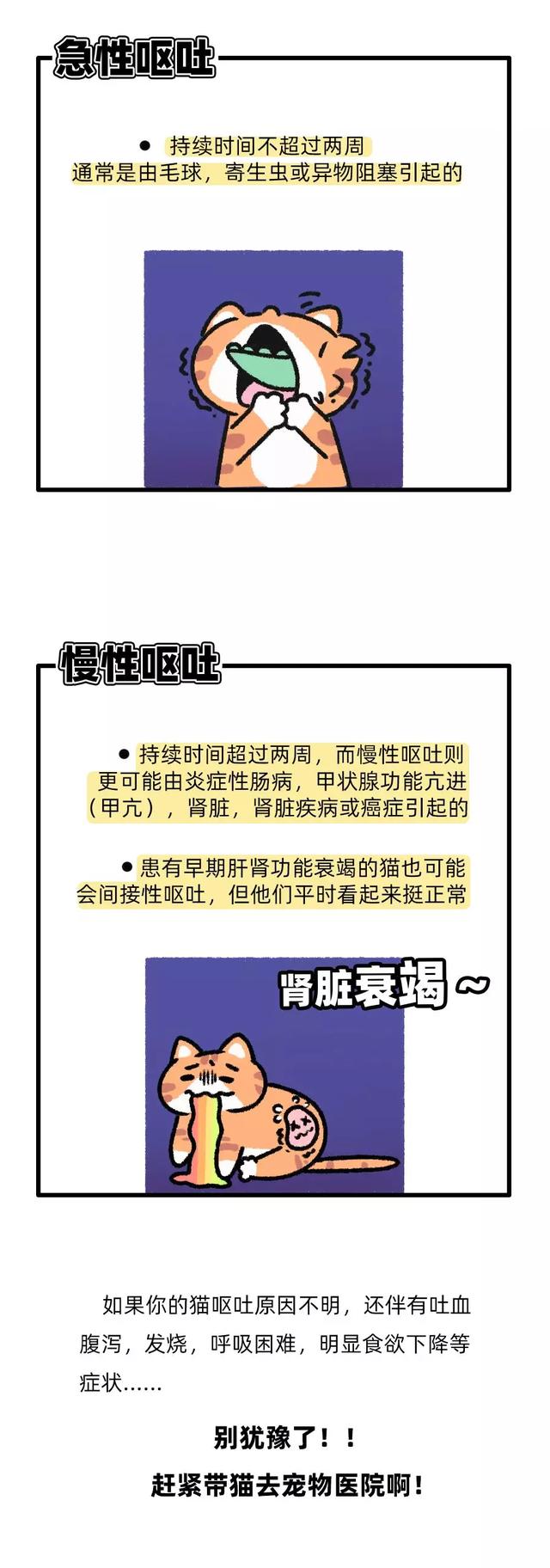 小猫咪经常呕吐怎么回事，小猫咪呕吐了背后真相曝光