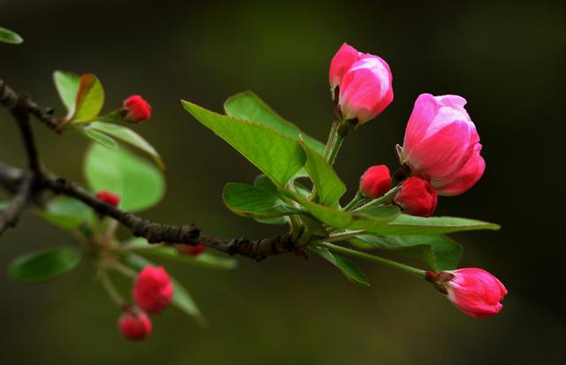 飞花令里读诗词，飞花令诗词大全（飞花令里读诗词）