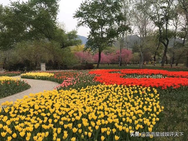 北京郁金香花海在哪个地方，京城踏青春花烂漫