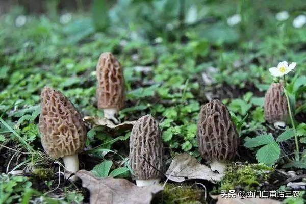 鮮羊肚菌價格多少一斤,全國各地市場行情一覽 鮮羊肚菌價格多少一斤,全國各地市場行情一覽