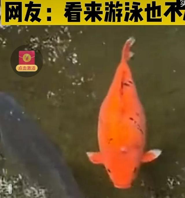 肥胖的鱼鱼(很胖的鱼)
