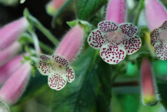 奇花异草160种，25种奇花异草第1集