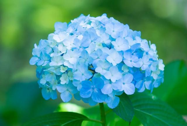 英短蓝猫容易生什么病，蓝猫“遗弃率高”不是没有道理