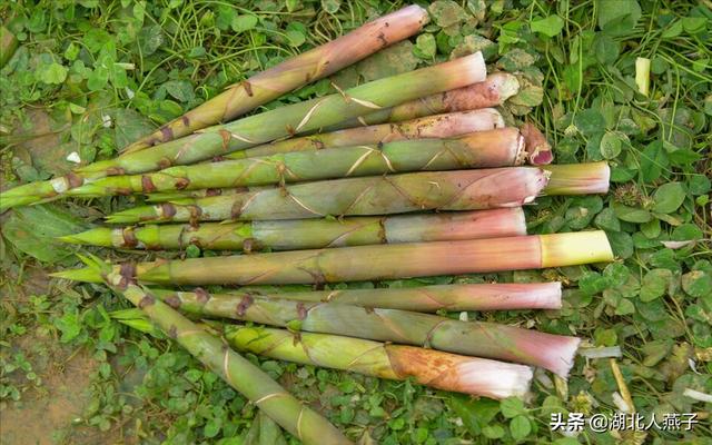 可以吃的野菜种类大全，教你认识不同的野菜和吃法