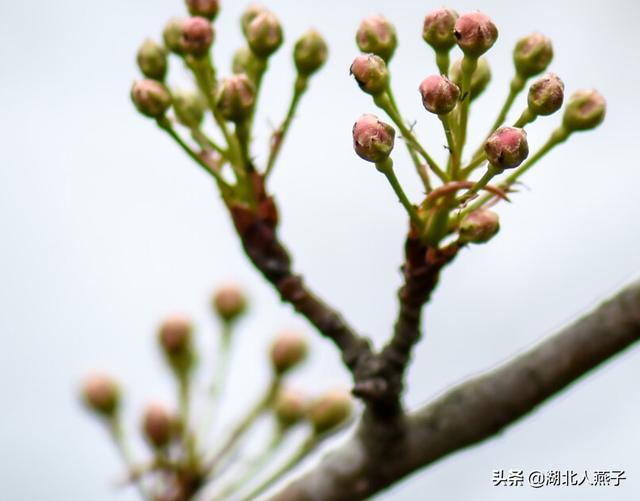 野菜的种类和图片大全，四季野菜图文大全（最美味的15种野菜）