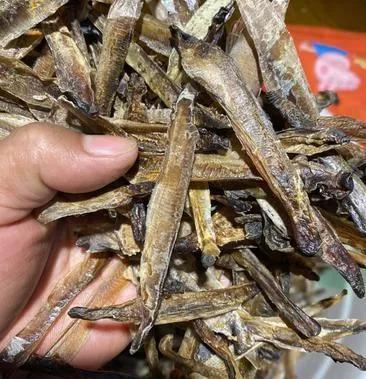 蚯蚓养殖的市场前景，蚯蚓养殖的市场前景现在