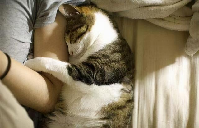 猫的记忆有多久，猫咪对主人的记忆可以持续多久（猫咪会不认识自己吗）