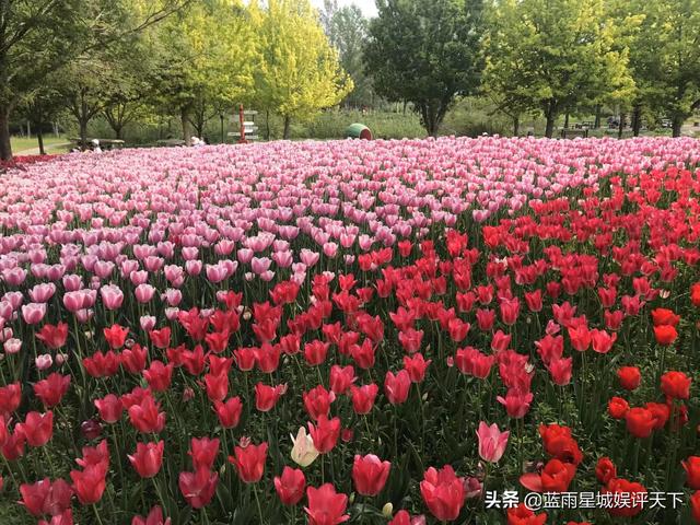 北京郁金香花海在哪个地方，京城踏青春花烂漫