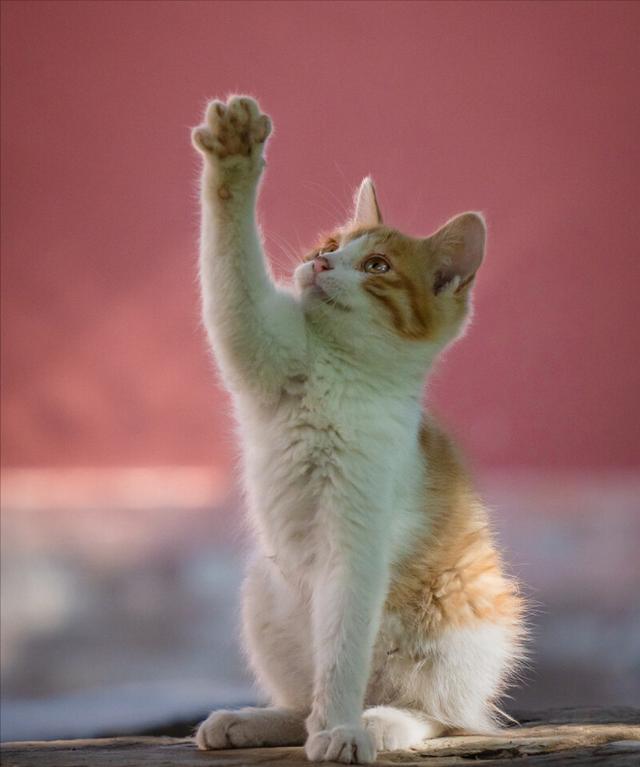 如何更好的养橘猫，大橘猫用这个方法整治小黑柴