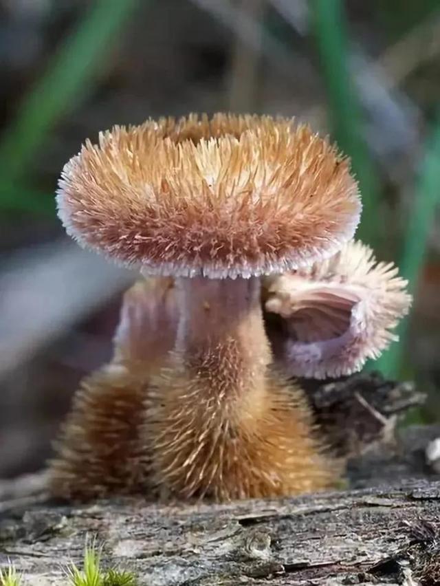 世界上最奇怪的几种蘑菇，21种世界上最奇特的蘑菇