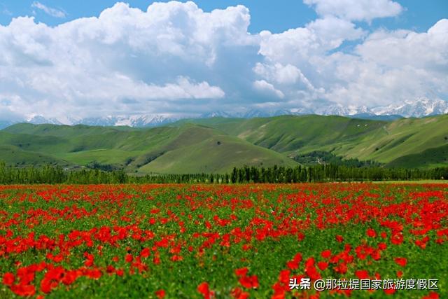 伊犁河谷最值得去的地方，伊犁河谷赏花攻略