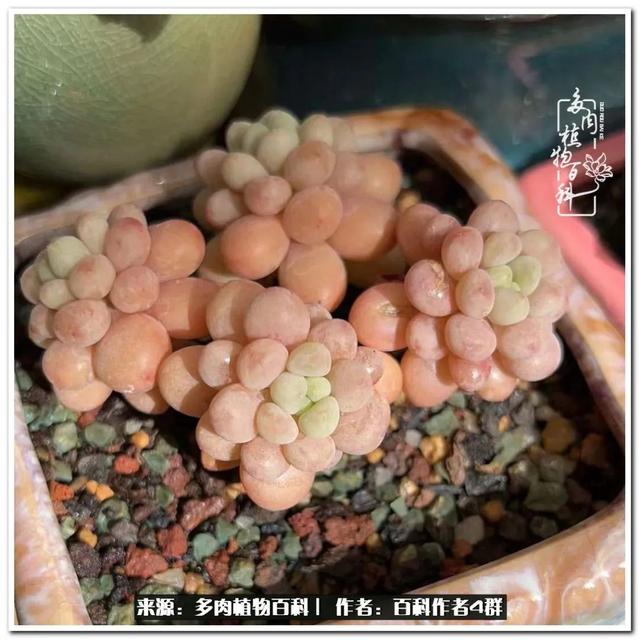 好养的容易上色的景天科多肉，景天科常见多肉图鉴不完全版D系列