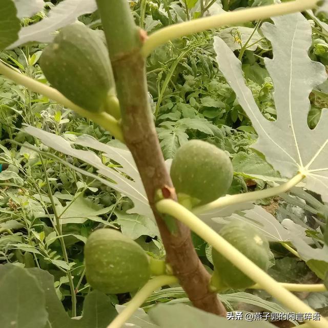 荷兰豆为什么叫荷兰豆，搞笑荷兰豆为什么叫荷兰豆