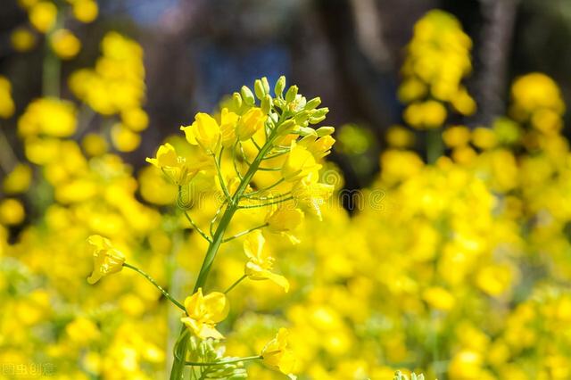 油菜花的18种吃法，高颜值的香菇油菜16种做法