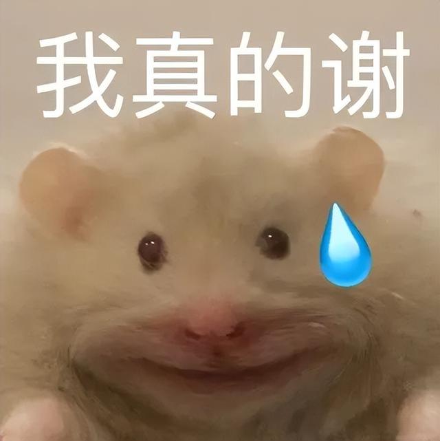 小仓鼠动态迷你表情包，变形脸仓鼠可爱老鼠