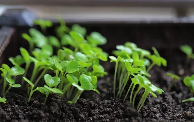 阳台种什么菜就够一家人吃了，9月10月阳台种这3种菜