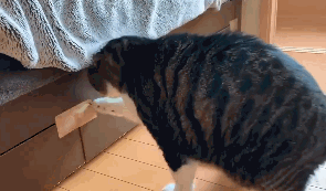 猫咪也有智商高低吗，猫咪智商高有这几个表现