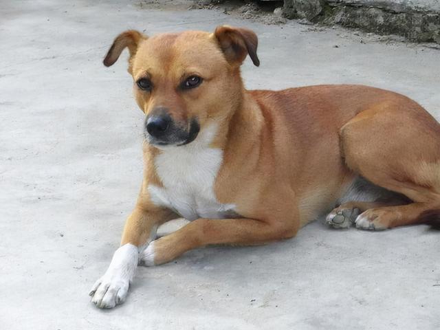 如何把土狗饲养得更好，土狗怎么饲养才好养