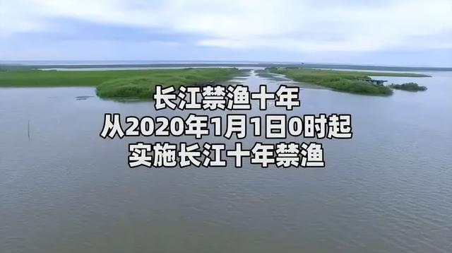 长江流域十年禁渔从什么时候开始，十年长江禁渔才2年
