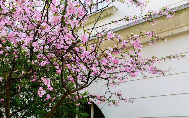 二十种风水树排名，5种富贵树