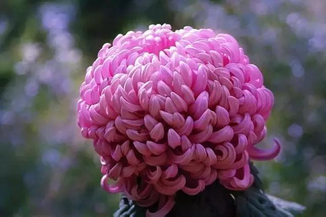 各种最好看的鲜花，分享40多种美丽的鲜花