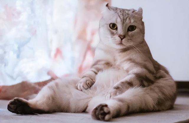 怎么判断猫咪是不是折尾猫，为什么一窝猫咪中有折耳有立耳