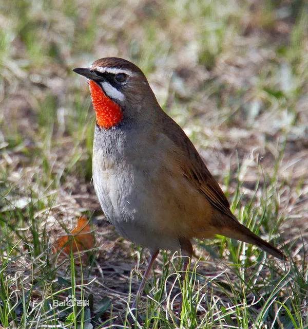 靛颏鸟雅称，歌鸟靛颏鸟