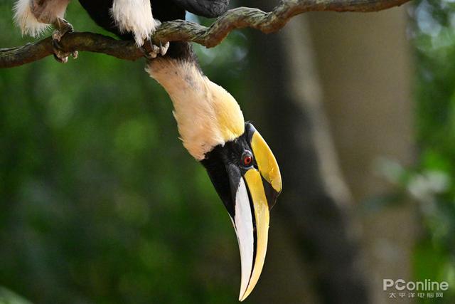 尼康微单相机推荐z9，入手旗舰全画幅相机