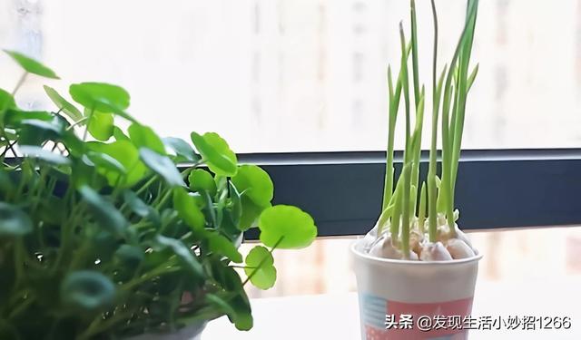 手机进水了怎么处理，分享20个生活小妙招（手机进水的紧急处理方法）