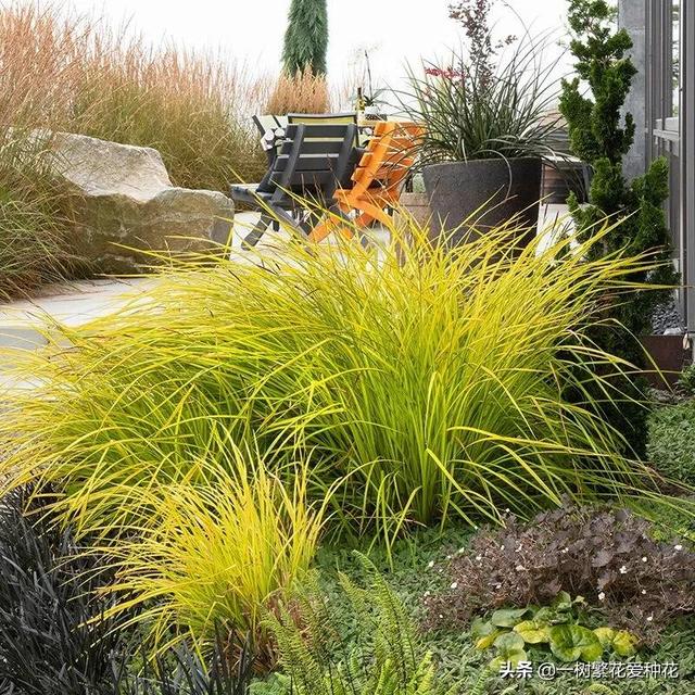 适合庭院养的草花，25种观赏草观叶赏花
