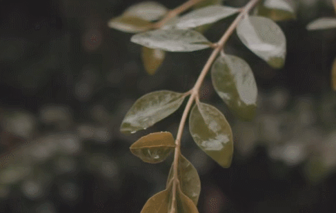 窗前听雨意境，在静怡的时光里听雨
