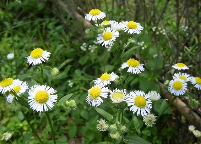 花卉图片及名称大全，常见绿植花卉及名称大全（100种常见花图鉴）