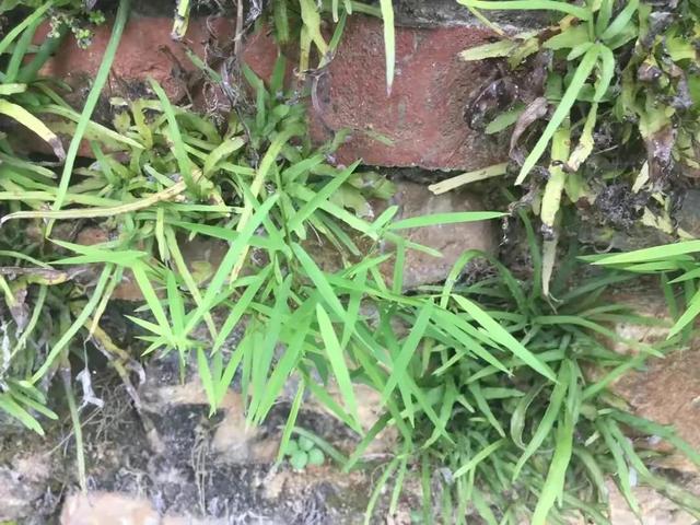 野草糖尿病(治疗糖尿病野菜都有哪些)