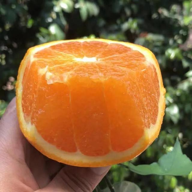 褚柑是沃柑，沃柑的故事