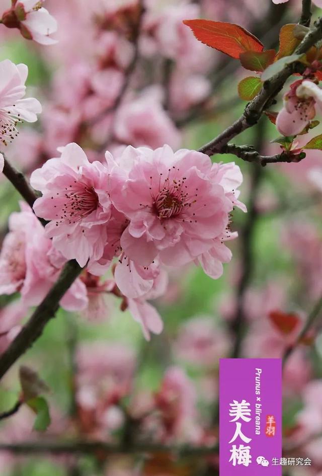 什么梅花品种好，梅花哪个品种比较好看