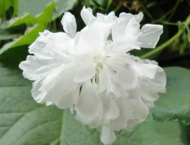 做梦也没想到牵牛花能开成这个样子，斗牛牛心脏（周公解梦：梦见这四种花草）