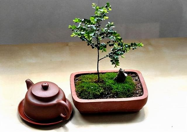 小叶紫檀盆景图片，小叶紫檀盆景养护技巧（盆景首选小叶紫檀）