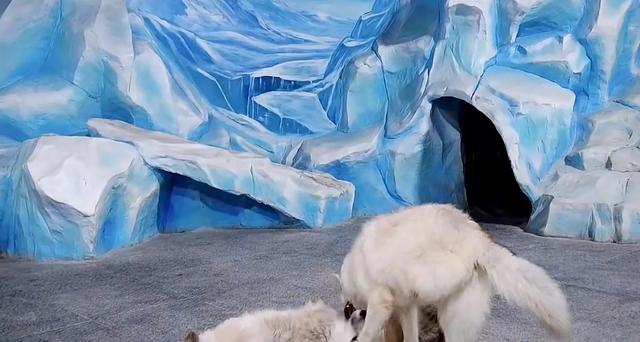 哈尔滨海洋极地馆，哈尔滨极地海洋馆内部（哈尔滨极地公园·极地馆）