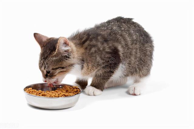 为什么猫咪会呕吐猫粮，猫咪呕吐、吐猫粮是什么原因造成的