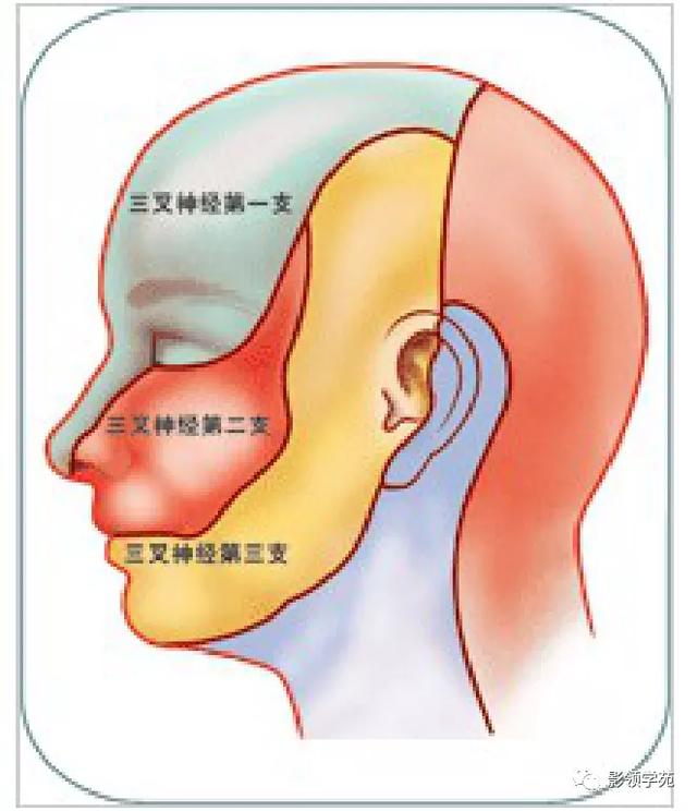 面部血管分布图，三叉神经分支及面部分布规律（玻尿酸怎么打，才会避免栓塞呢）