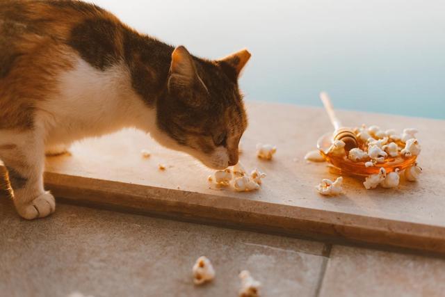 猫为什么不吃东西，猫为什么老是不吃东西是什么原因（猫咪厌食的几个原因你要了解一下）