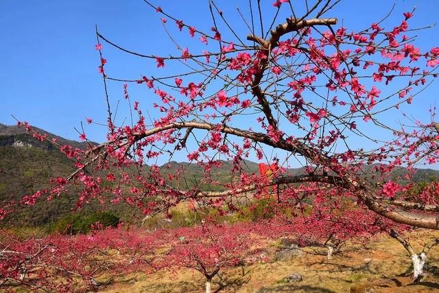 桃花在哪个季节开放，桃花一般在哪个季节开放得最旺盛
