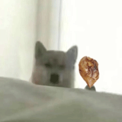 可爱小狗表情包，可爱表情包大全狗子