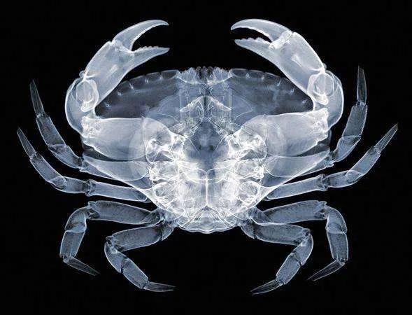 伦琴射线是宇宙射线吗，伦琴与X射线的发现是一个偶然的巧合